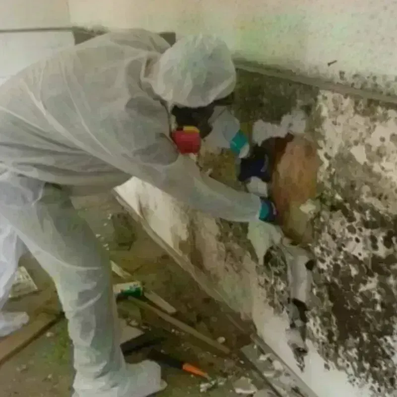 Best Mold Remediation and Removal Service in Ashe County, NC